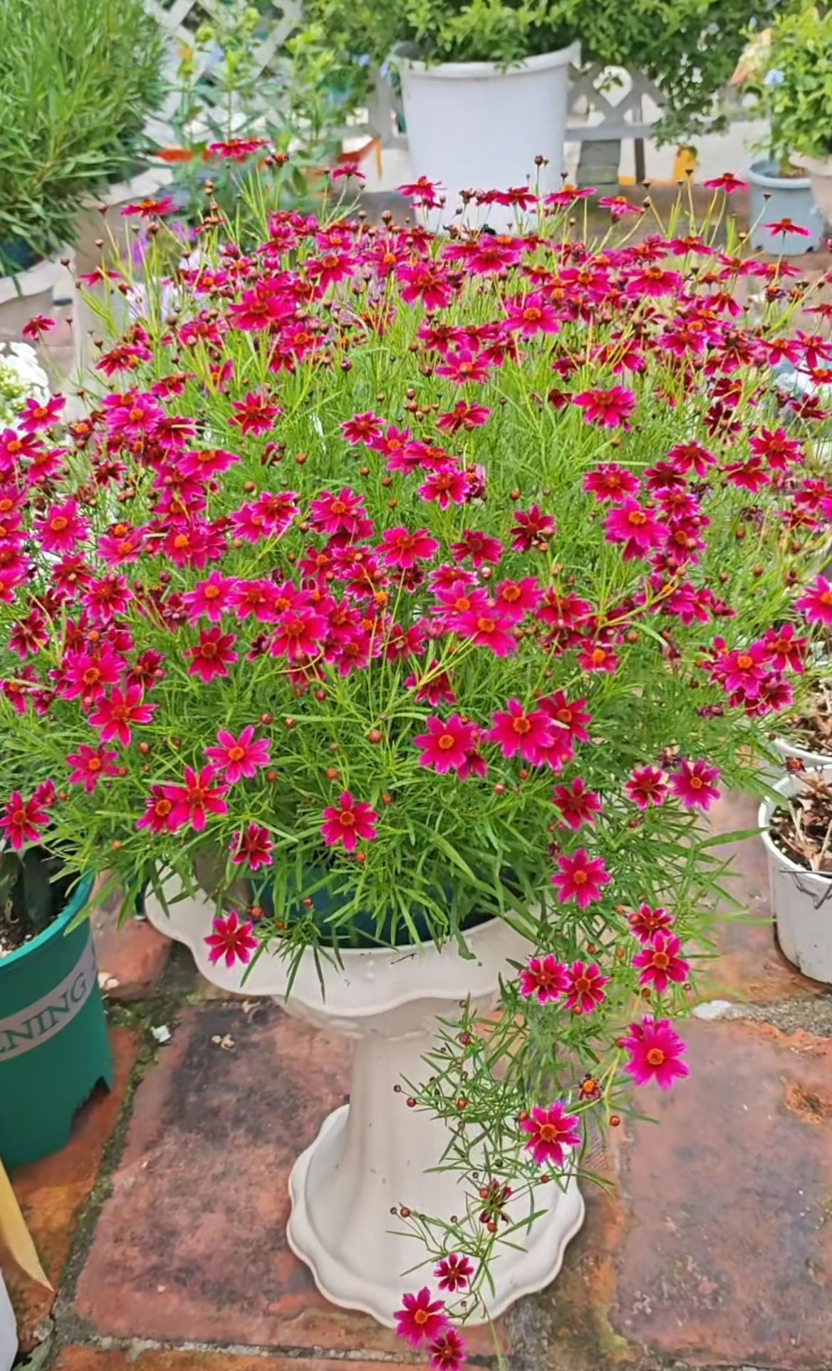 Loài hoa gần như “không có khuyết điểm”: Chịu nóng, chịu lạnh, nở đẹp suốt 8 tháng