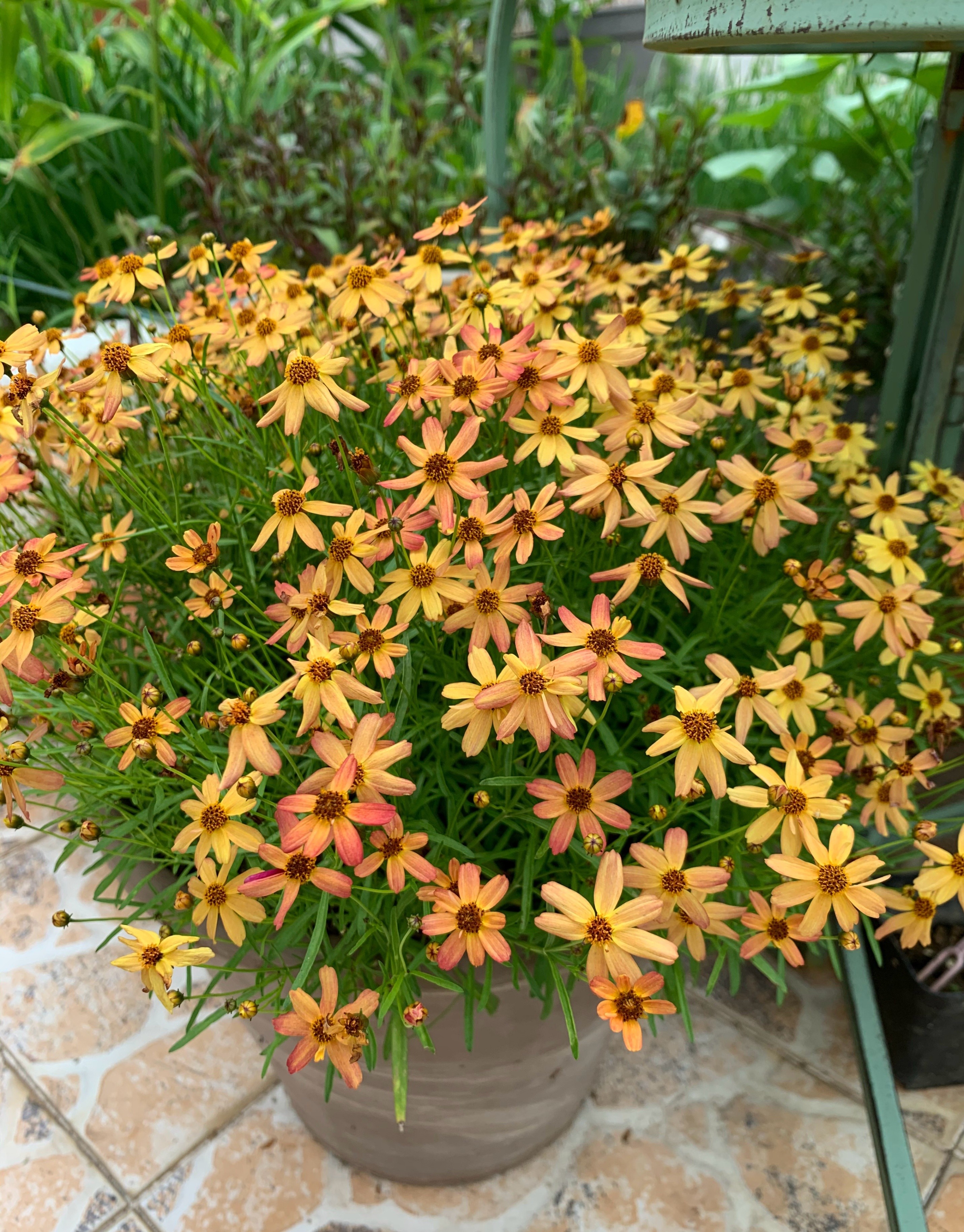 Loài hoa gần như “không có khuyết điểm”: Chịu nóng, chịu lạnh, nở đẹp suốt 8 tháng