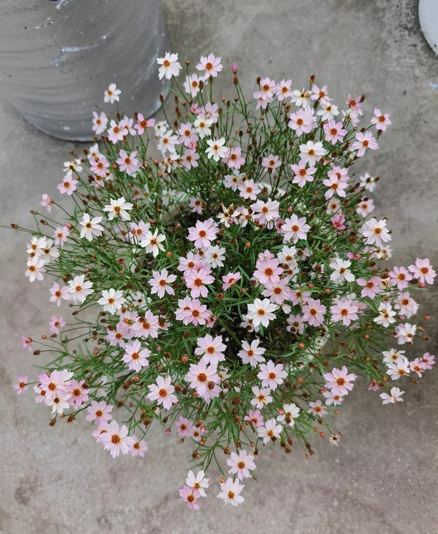 Loài hoa gần như “không có khuyết điểm”: Chịu nóng, chịu lạnh, nở đẹp suốt 8 tháng