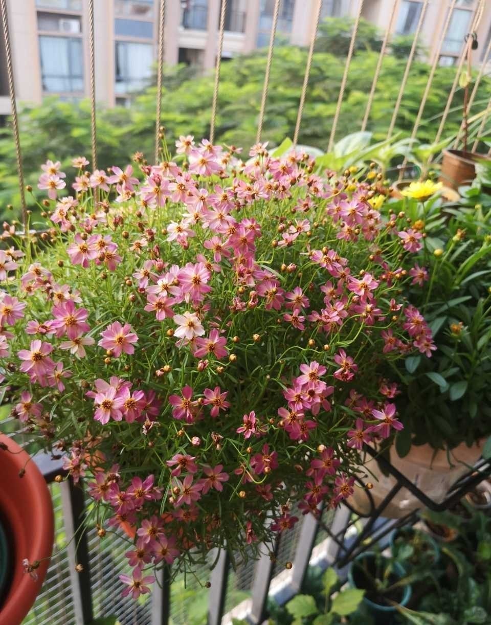 Loài hoa gần như “không có khuyết điểm”: Chịu nóng, chịu lạnh, nở đẹp suốt 8 tháng