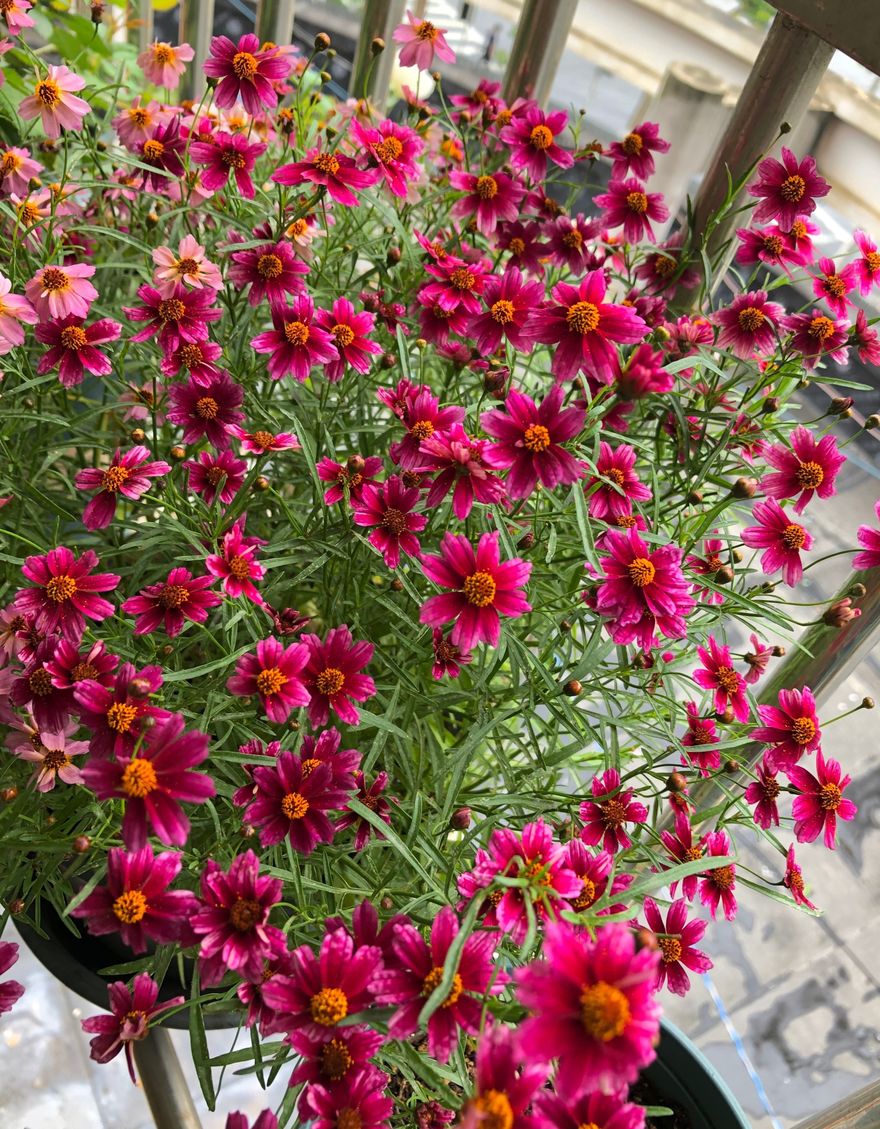 Loài hoa gần như “không có khuyết điểm”: Chịu nóng, chịu lạnh, nở đẹp suốt 8 tháng