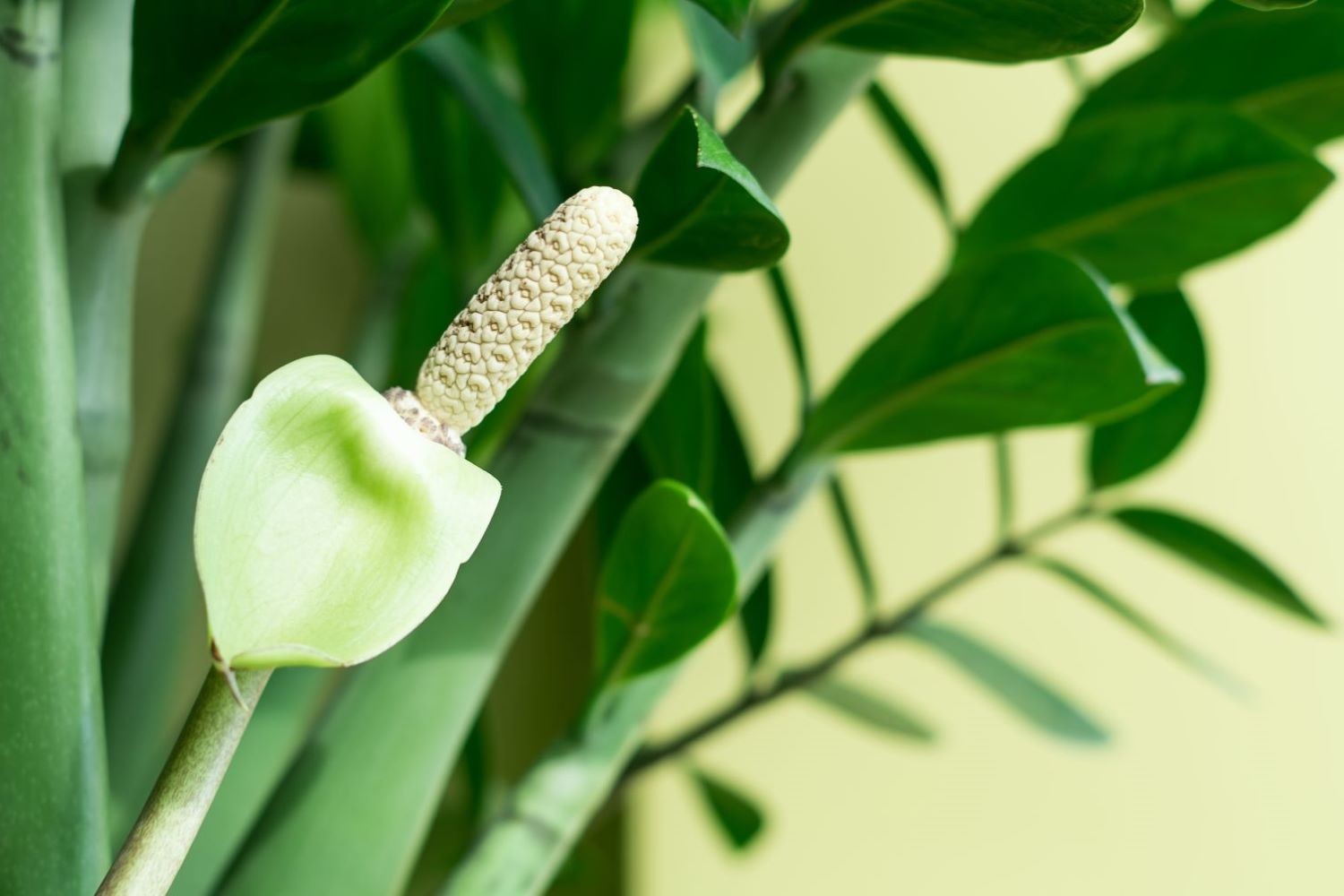 4 loài cây hiếm khi nở hoa – một khi bung nụ là báo hiệu tài lộc ùn ùn kéo đến