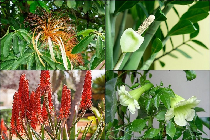 4 loài cây hiếm khi nở hoa – một khi bung nụ là báo hiệu tài lộc ùn ùn kéo đến