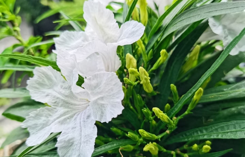 Loài hoa may mắn nở mãi không biết tàn, càng chăm càng có lộc
