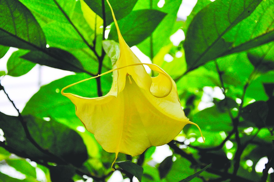 Brugmansia: chi Kèn Thiên thần