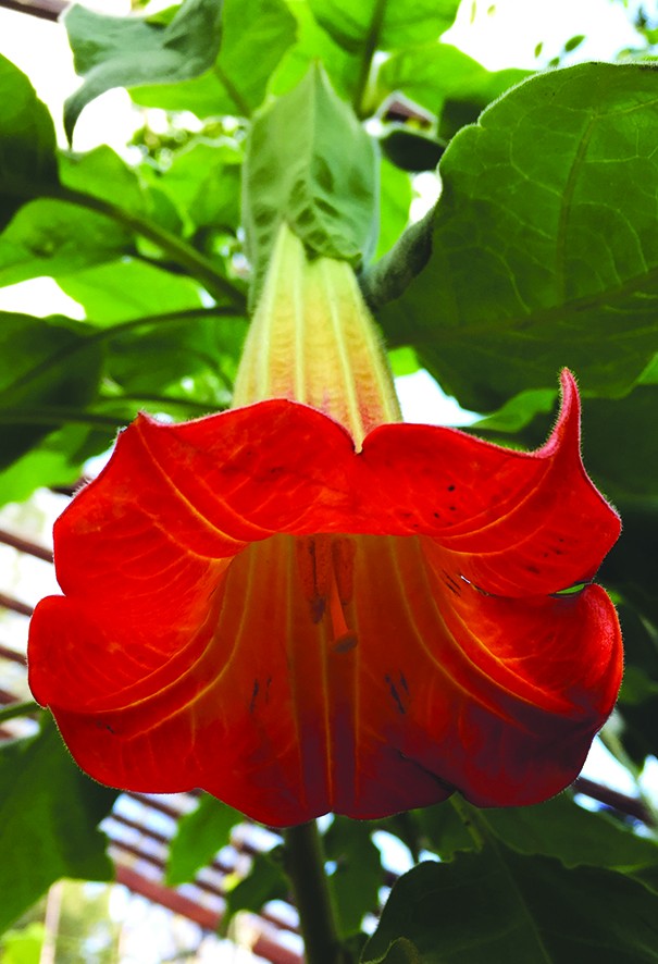 Brugmansia: chi Kèn Thiên thần