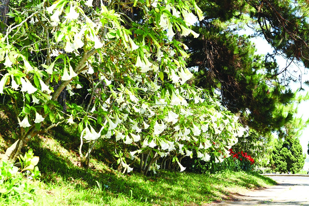 Brugmansia: chi Kèn Thiên thần