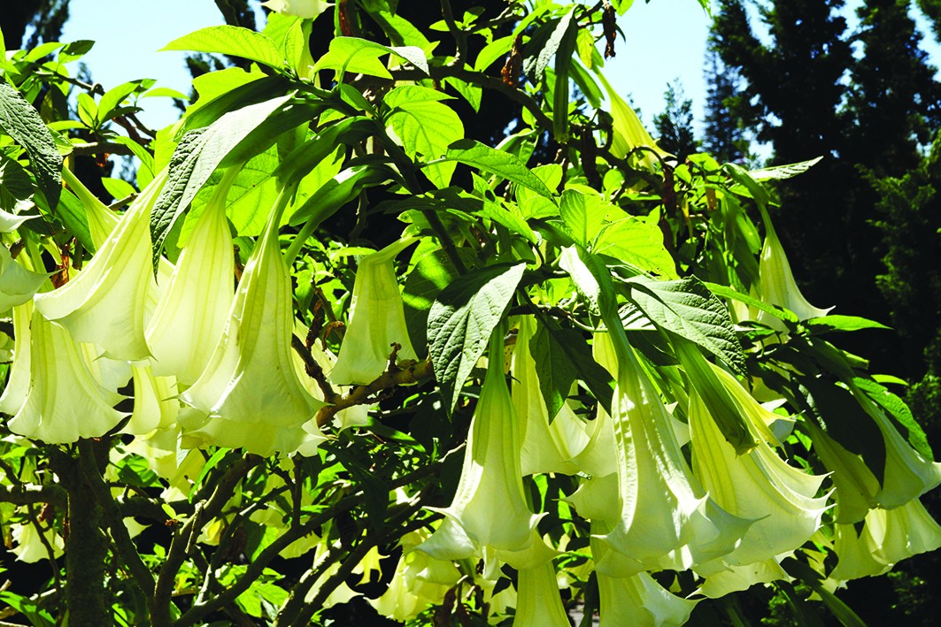 Brugmansia: chi Kèn Thiên thần