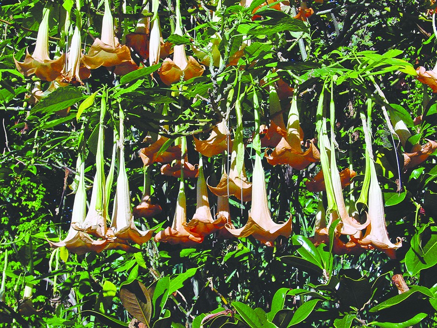 Brugmansia: chi Kèn Thiên thần