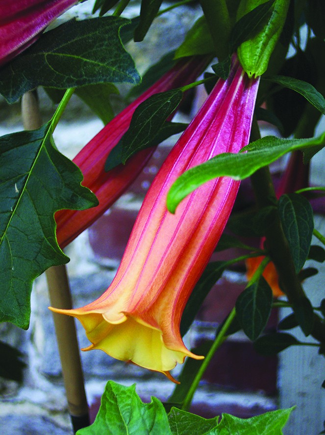 Brugmansia: chi Kèn Thiên thần