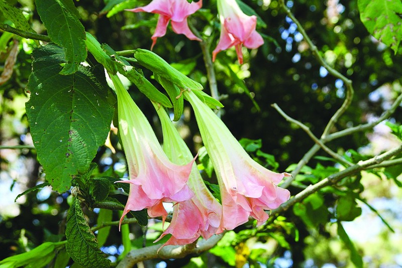 Brugmansia: chi Kèn Thiên thần