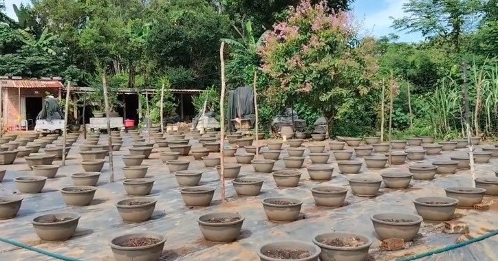 Người nông dân Vạn Tường, Quảng Ngãi chia sẻ kỹ thuật trồng hoa cúc Tết