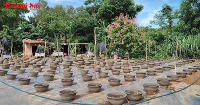 Người nông dân Vạn Tường chia sẻ kỹ thuật trồng hoa cúc Tết