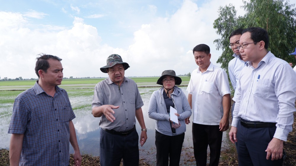 Nước lũ dâng cao, nhiều vườn cây vùng Đồng Tháp Mười có nguy cơ mất trắng