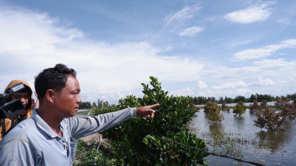 Tây Ninh: Nước lũ dâng cao, nhiều vườn cây vùng Đồng Tháp Mười nguy cơ mất trắng