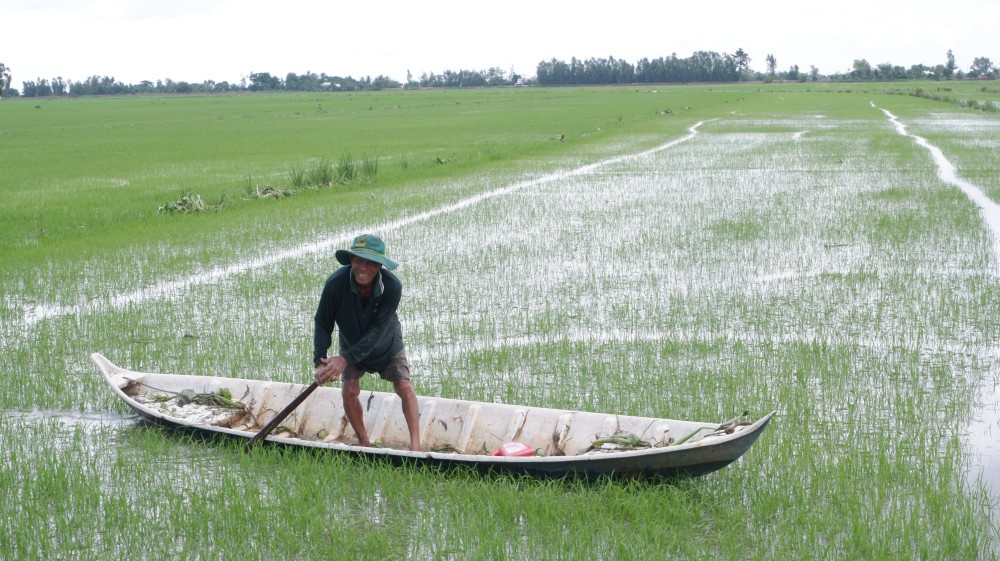 Nước lũ dâng cao, nhiều vườn cây vùng Đồng Tháp Mười có nguy cơ mất trắng