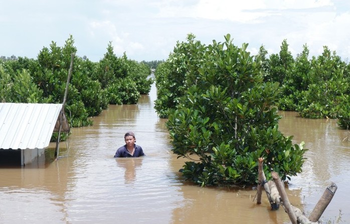 Tây Ninh: Nước lũ dâng cao, nhiều vườn cây vùng Đồng Tháp Mười nguy cơ mất trắng