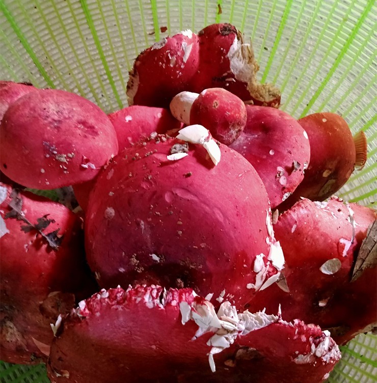 Cây dại ở Việt Nam được thương lái Trung Quốc trả 2 triệu đồng/kg có gì đặc biệt?