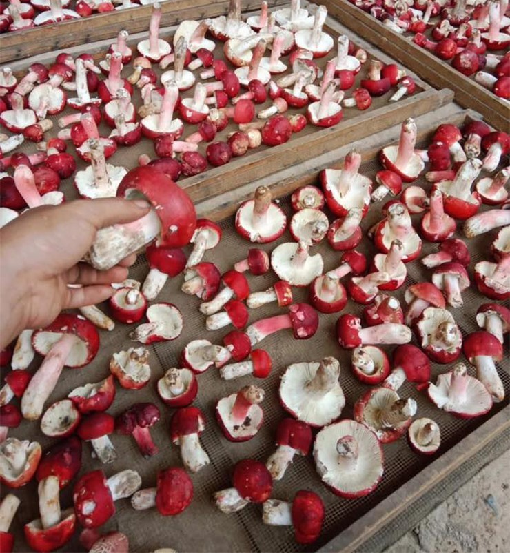 Cây dại ở Việt Nam được thương lái Trung Quốc trả 2 triệu đồng/kg có gì đặc biệt?