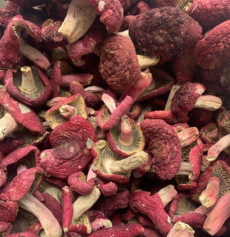 Cây dại ở Việt Nam được thương lái Trung Quốc trả 2 triệu đồng/kg có gì đặc biệt?