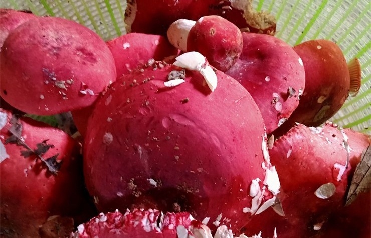 Cây dại ở Việt Nam được thương lái Trung Quốc trả 2 triệu đồng/kg có gì đặc biệt?