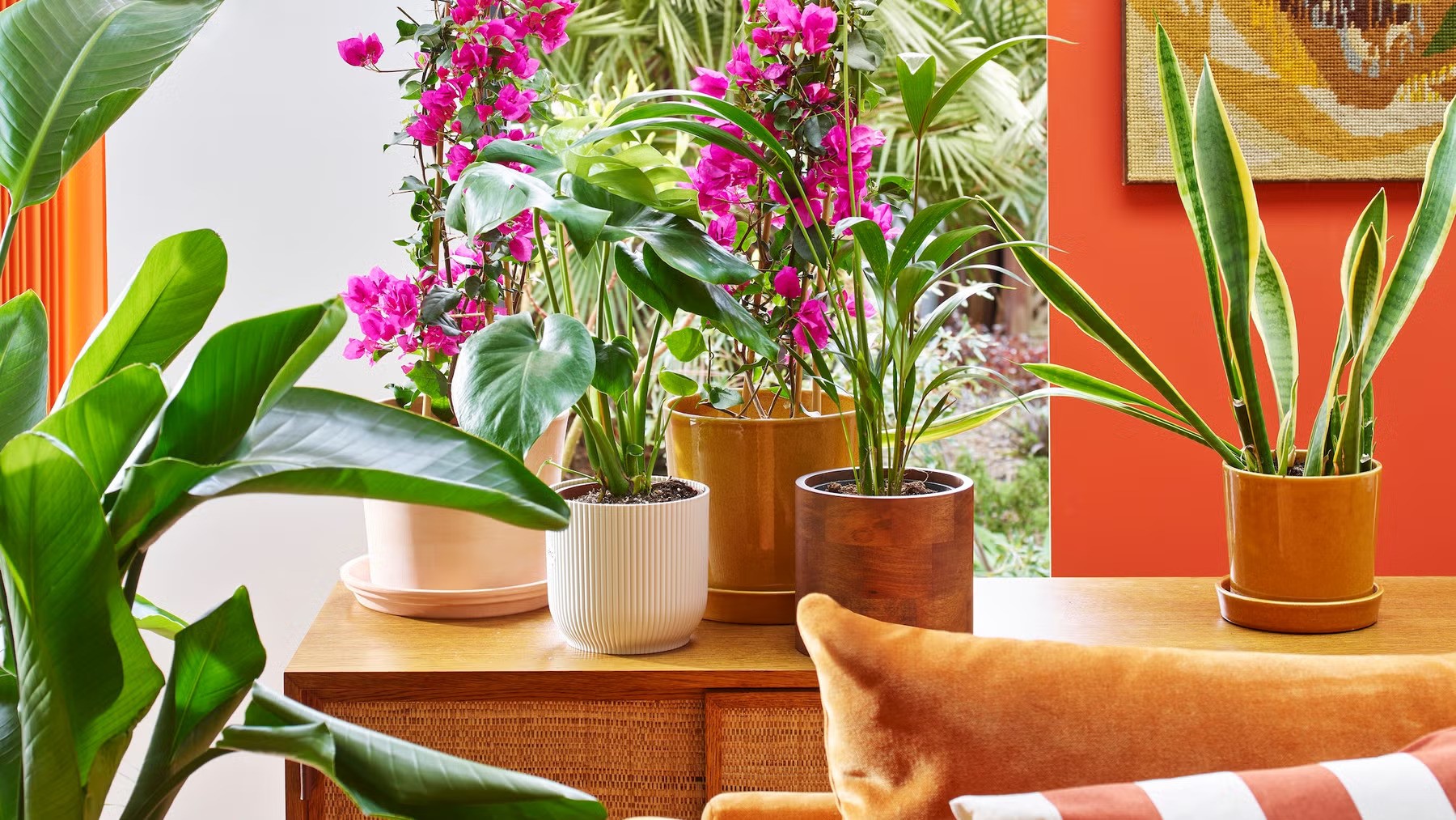 Trồng cây cảnh sai chỗ, mất lộc như chơi: 3 loại cây phong thủy giúp phòng khách sang trọng, tài lộc dồi dào