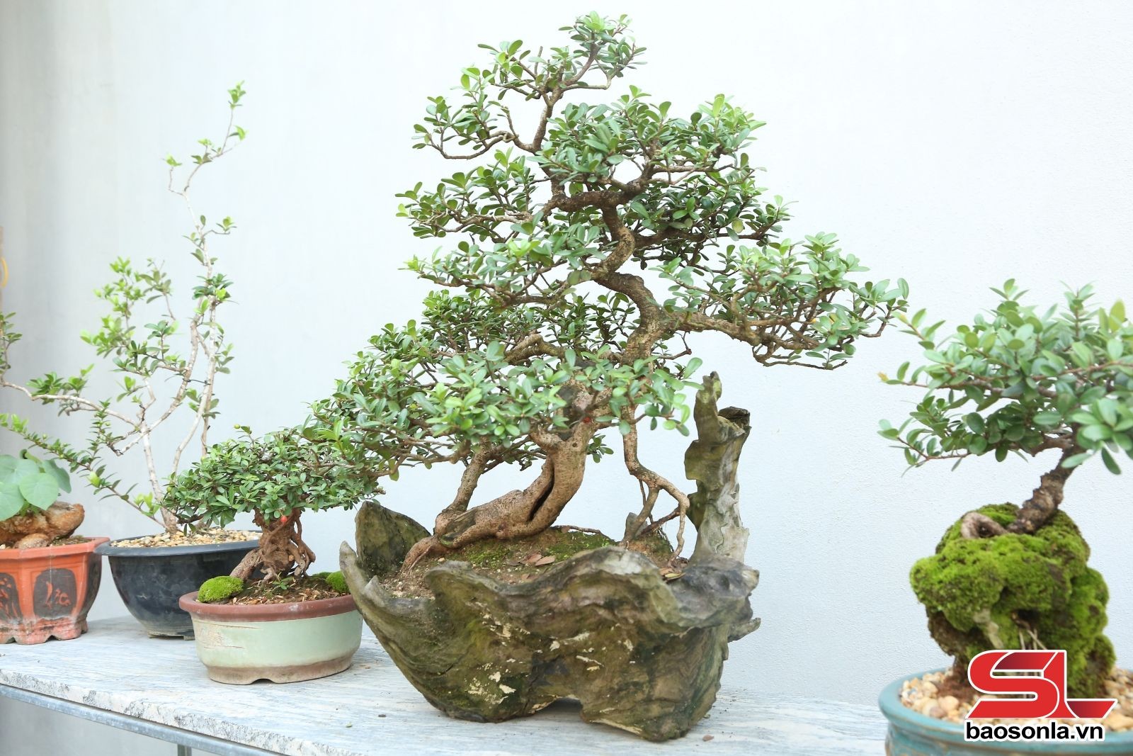 Bonsai Sơn La: Từ thú chơi tao nhã đến mô hình kinh tế hiệu quả