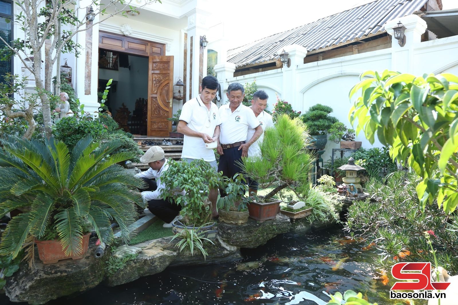 Bonsai Sơn La: Từ thú chơi tao nhã đến mô hình kinh tế hiệu quả