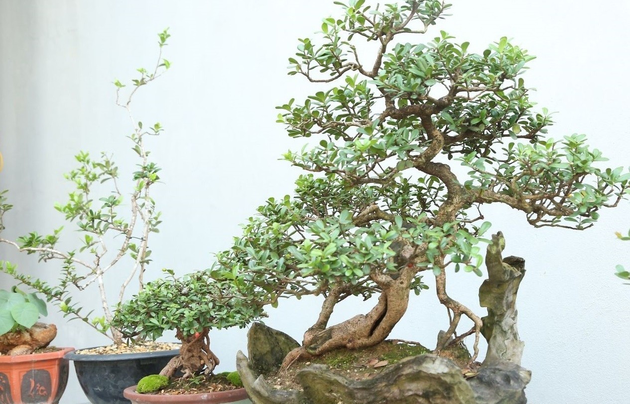 Bonsai Sơn La: Từ thú chơi tao nhã đến mô hình kinh tế hiệu quả