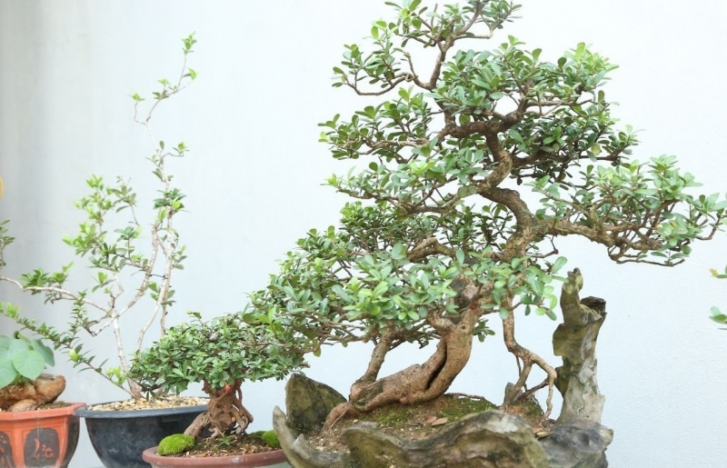 Bonsai Sơn La: Từ thú chơi tao nhã đến mô hình kinh tế hiệu quả