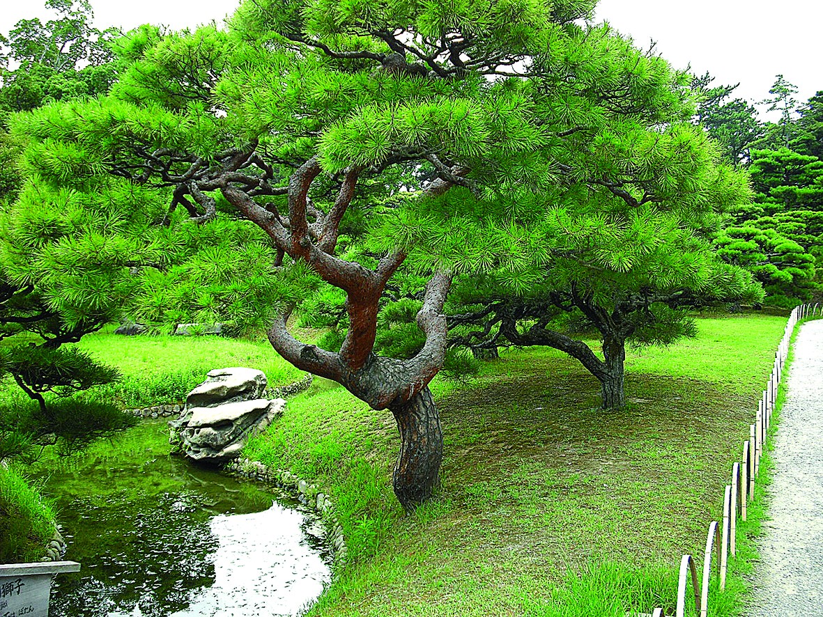 Vườn Nhật: đỉnh cao của nghệ thuật hoa viên Vườn Nhật: đỉnh cao của nghệ thuật hoa viên