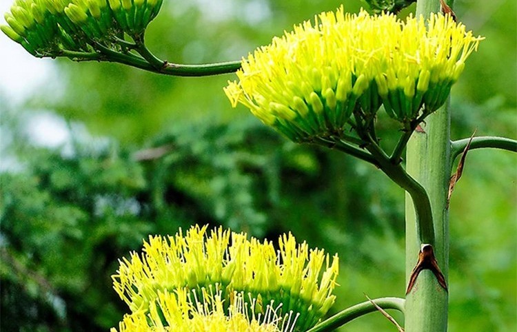 Khi 4 loại cây này nở hoa, đừng vội vui mừng — đó có thể là lời nhắc về vận xui sắp tới