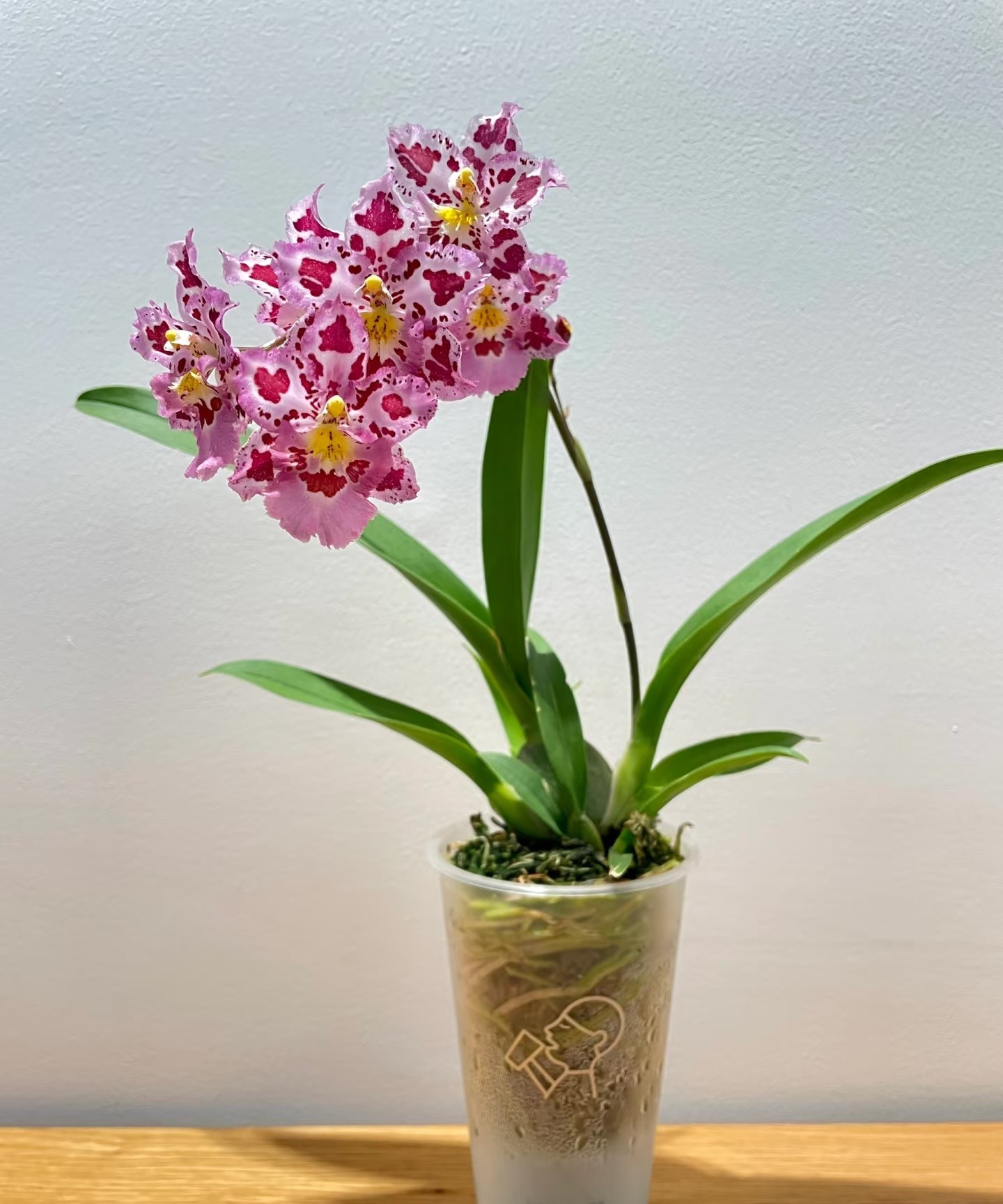 Nữ hoàng của thế giới lan – đẹp kiêu sa mà dễ trồng đến bất ngờ