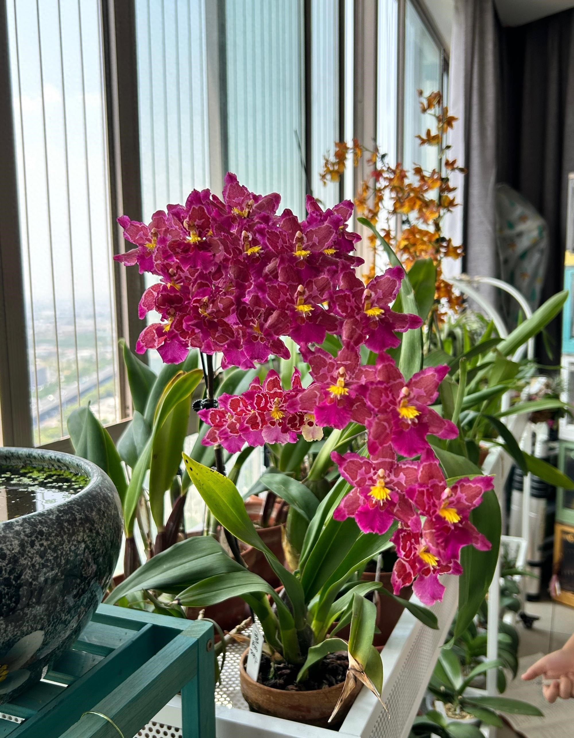 Nữ hoàng của thế giới lan – đẹp kiêu sa mà dễ trồng đến bất ngờ