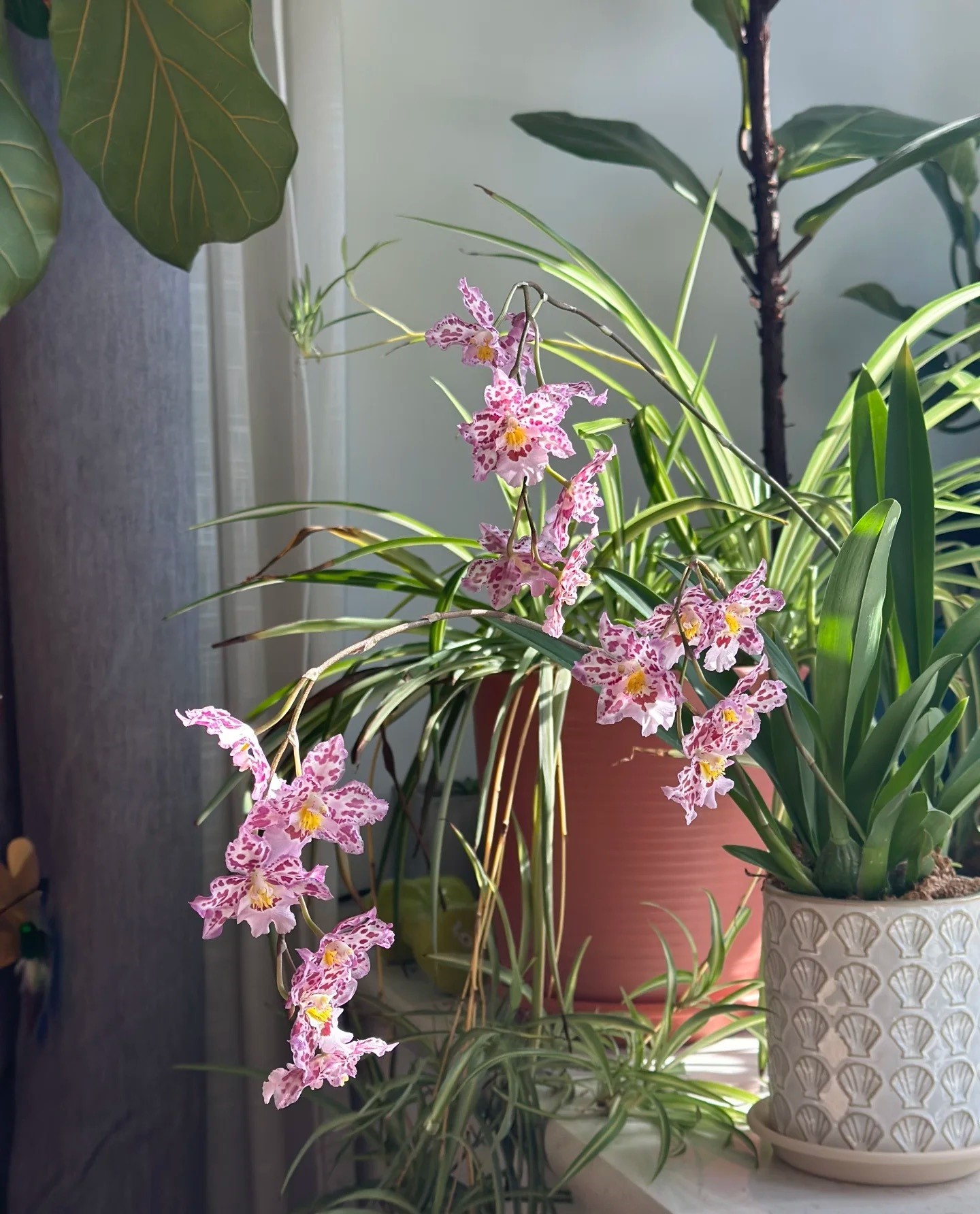 Nữ hoàng của thế giới lan – đẹp kiêu sa mà dễ trồng đến bất ngờ