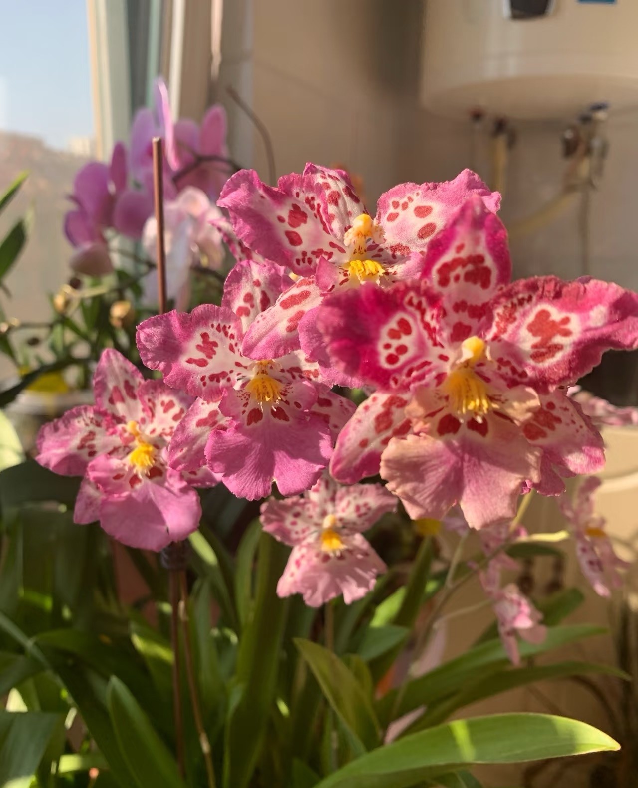 Nữ hoàng của thế giới lan – đẹp kiêu sa mà dễ trồng đến bất ngờ