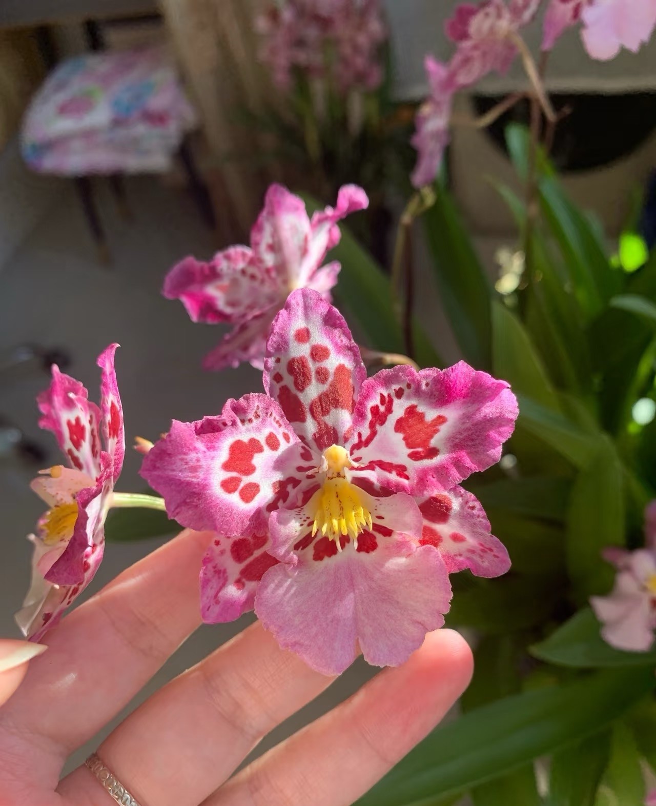 Nữ hoàng của thế giới lan – đẹp kiêu sa mà dễ trồng đến bất ngờ