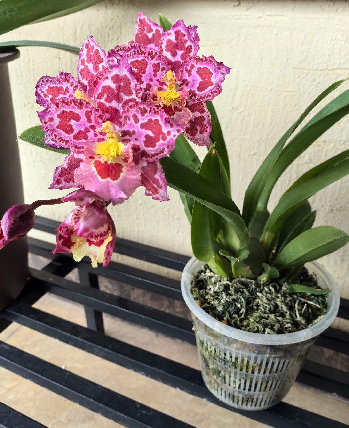 Nữ hoàng của thế giới lan – đẹp kiêu sa mà dễ trồng đến bất ngờ