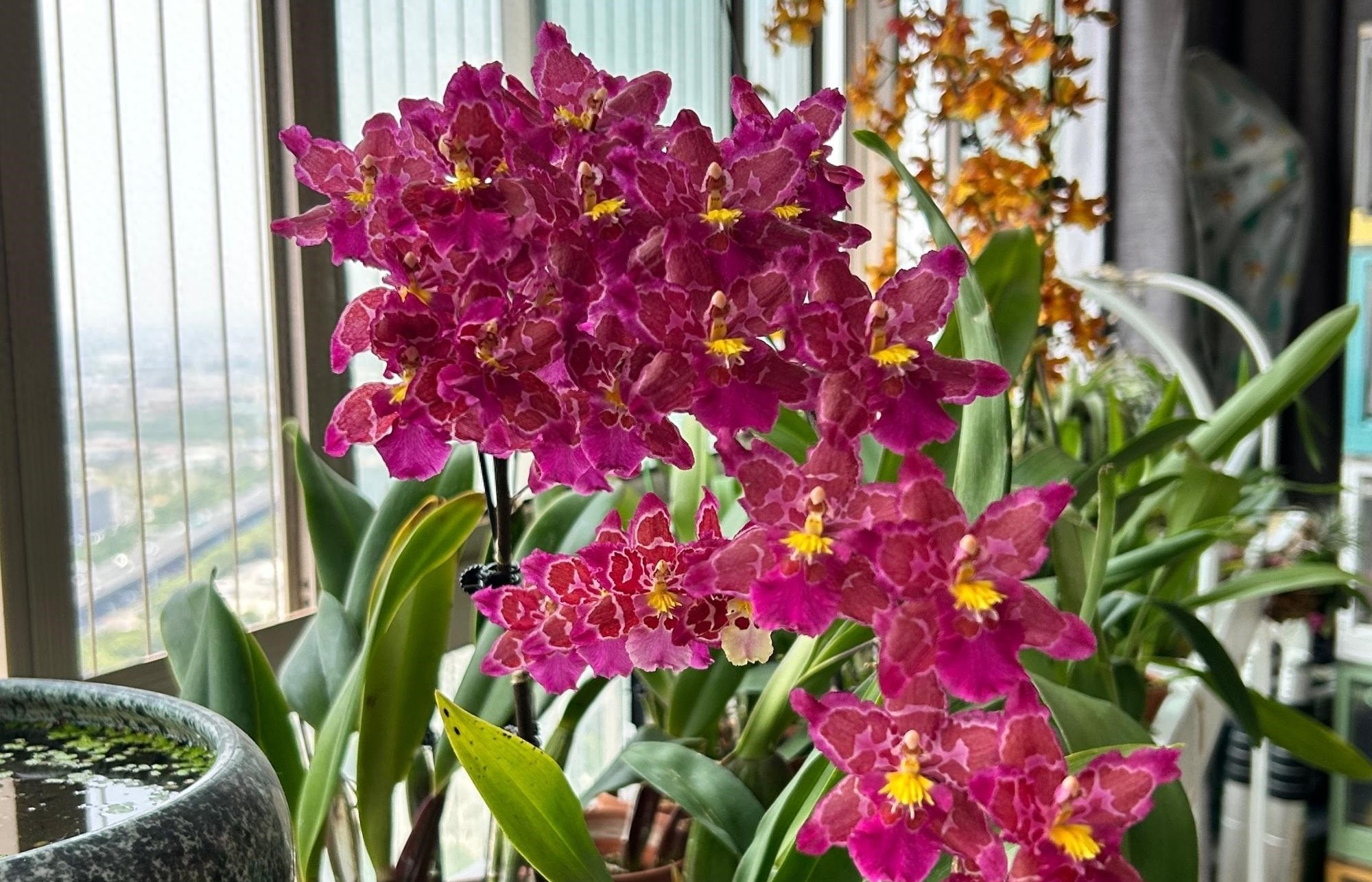 Nữ hoàng của thế giới lan – đẹp kiêu sa mà dễ trồng đến bất ngờ