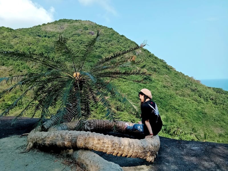 Kỳ lạ cây Thiên Tuế hơn trăm tuổi mọc trên đá, thân uốn như rồng vươn ra biển