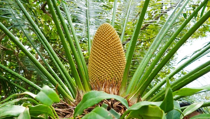 Kỳ lạ cây thiên tuế hơn trăm tuổi mọc trên đá, thân uốn như rồng vươn ra biển