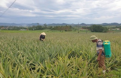 Công nghệ sinh học – hướng đi đột phá cho nông nghiệp Nghệ An