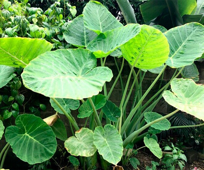 Từ rau dại thành đặc sản nửa triệu/kg, 3 tháng đã hái, bán đắt gấp 10 lần rau thường