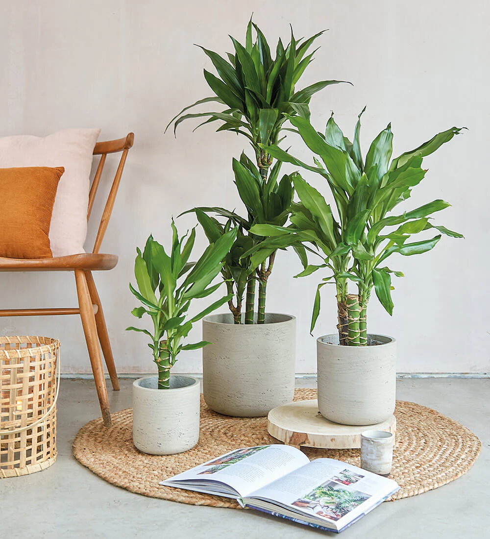 Loại cây đặt trong nhà, tiền vào như nước, phúc lộc đầy nhà, dân làm ăn ai cũng mê
