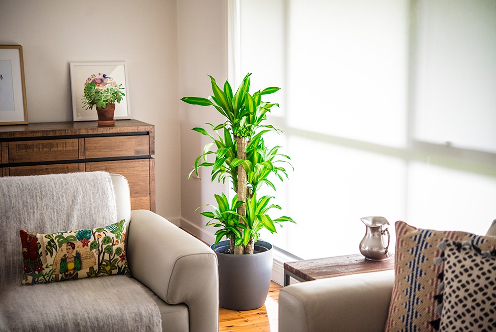 Loại cây đặt trong nhà, tiền vào như nước, phúc lộc đầy nhà, dân làm ăn ai cũng mê