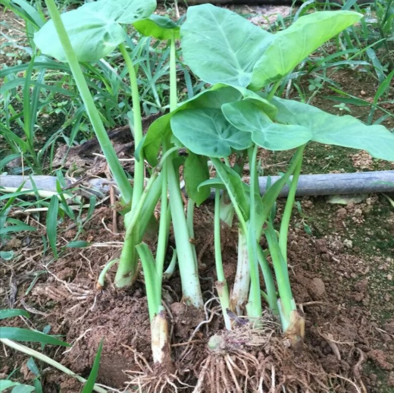 Từ rau dại thành đặc sản nửa triệu/kg, 3 tháng đã hái, bán đắt gấp 10 lần rau thường