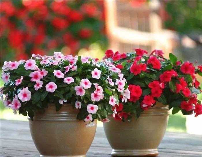 5 loại cây không bao giờ chết: Chỉ cần cắm cành xuống đất, vài tuần sau đã bén rễ, nở hoa