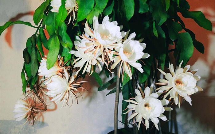 5 loại cây không bao giờ chết: Chỉ cần cắm cành xuống đất, vài tuần sau đã bén rễ, nở hoa