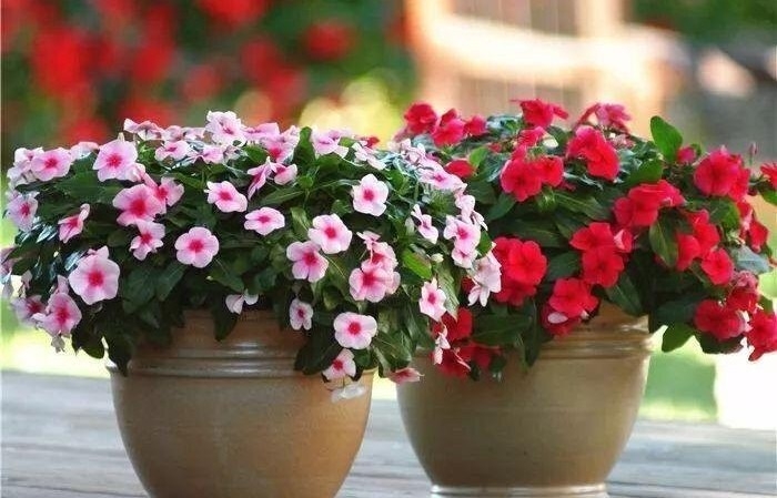 5 loại cây không bao giờ chết: Chỉ cần cắm cành xuống đất, vài tuần sau đã bén rễ, nở hoa