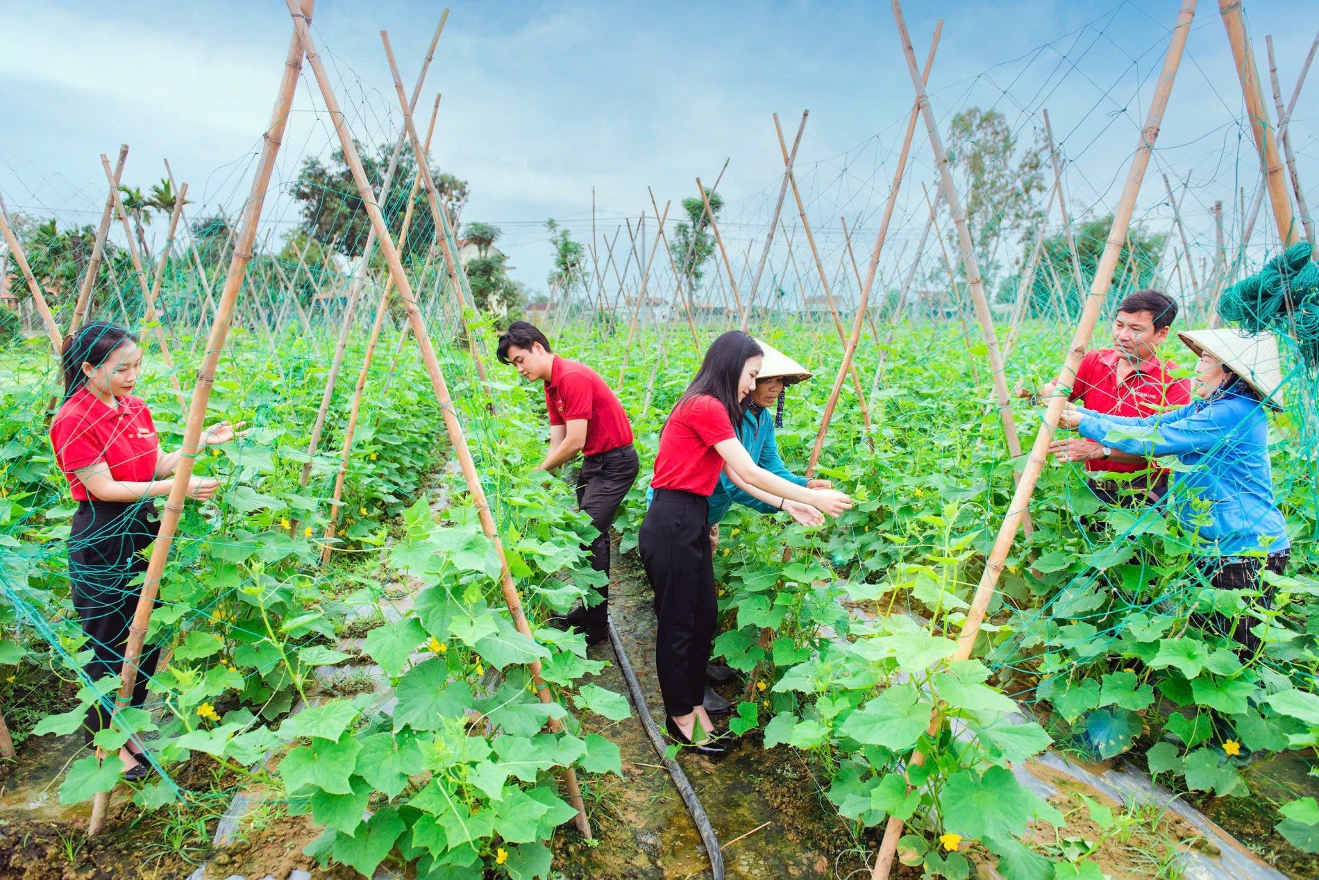 Phát triển nông thôn mới và chuyển đổi nông nghiệp hiện đại: Nền tảng cho giảm nghèo bền vững và thích ứng khí hậu